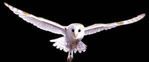  Gambar  Burung Hantu  Terbang Hitam  Putih 